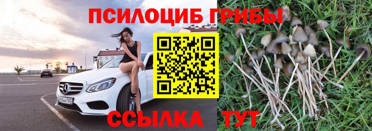 Светлоград  Псилоцибиновые грибы прущие грибы  где купить наркоту  Вход с VPN  Галлюциногенные грибы GOLDEN TEACHER 